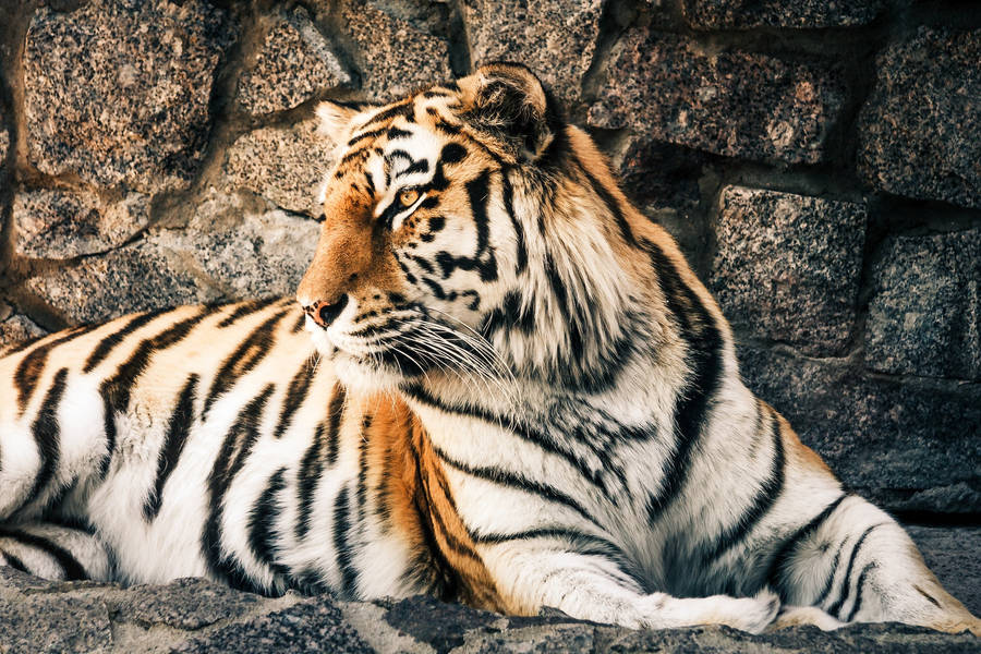 Harimau Sitting Beside Rock Wall Wallpaper