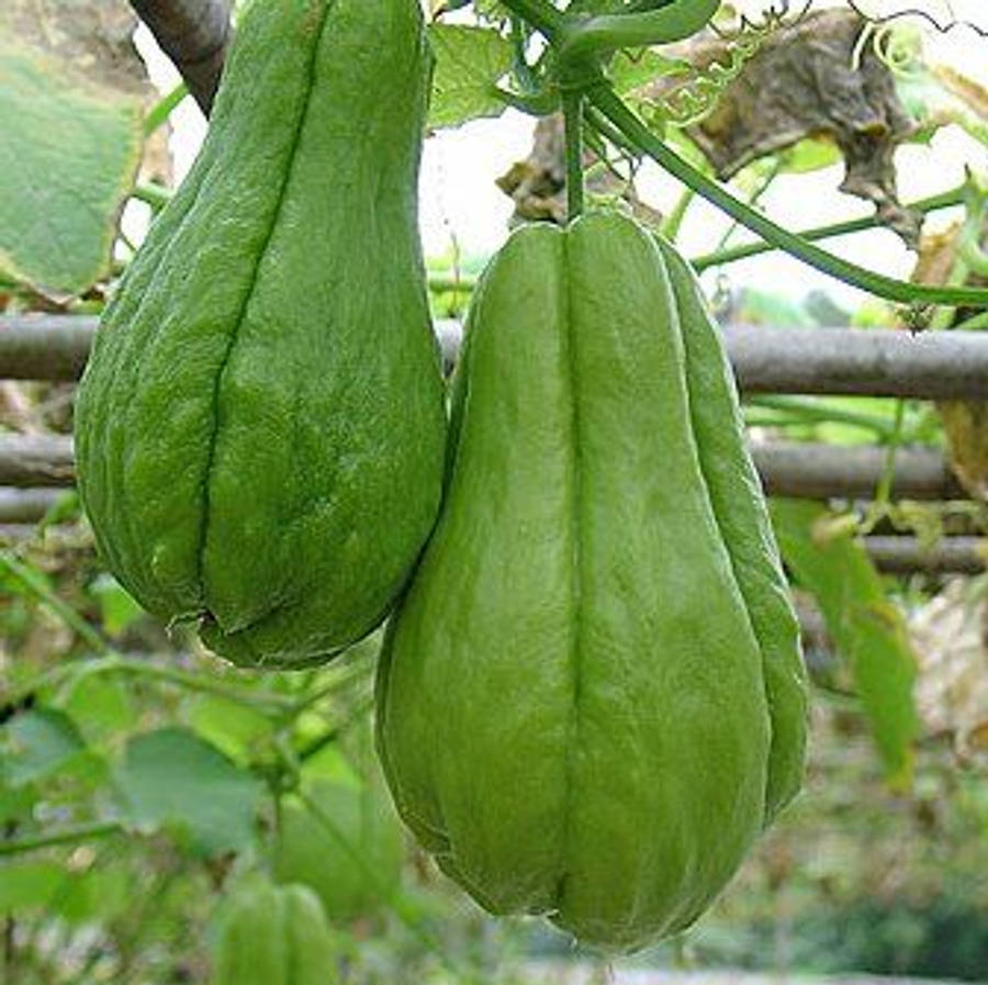 Harvest Ready Chayote Wallpaper