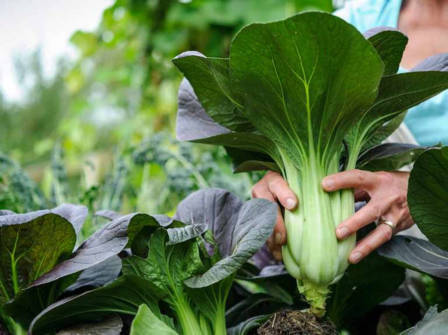 Harvested Fresh Bok Choy Cabbage Wallpaper