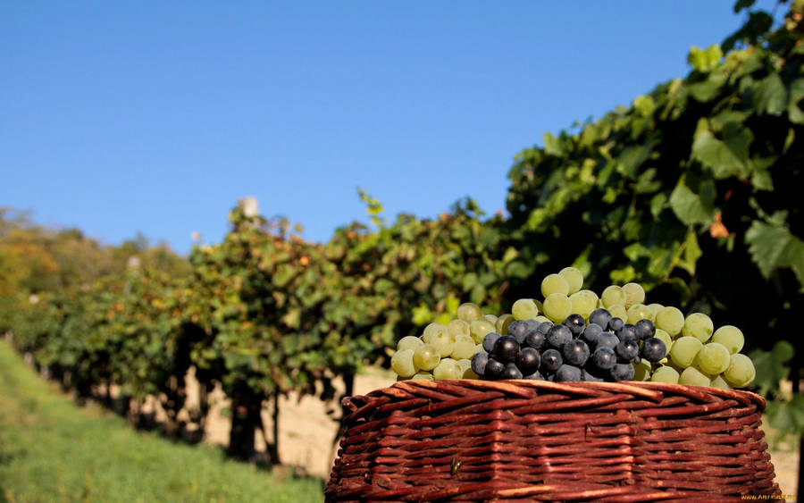 Harvested Grape Fruit Wallpaper