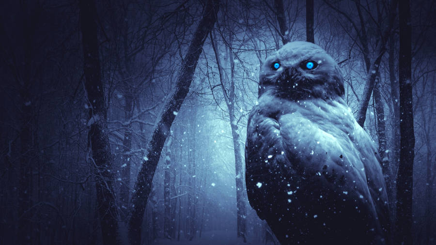 Haunting Winter Aesthetic Owl Wallpaper