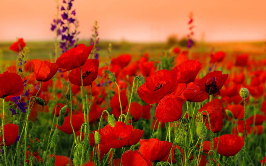 Haute Provence Poppy Fields Wallpaper