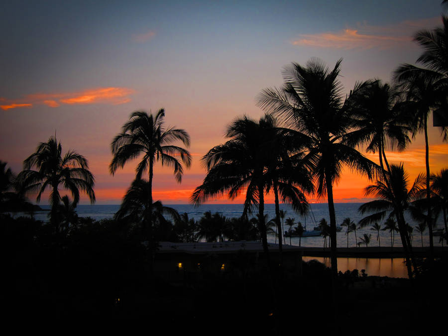 Hawaii Palm Trees Silhouette Wallpaper