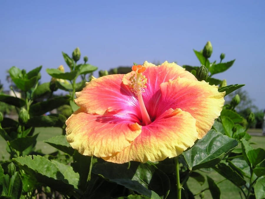 Hawaiian Sunset Hibiscus Wallpaper