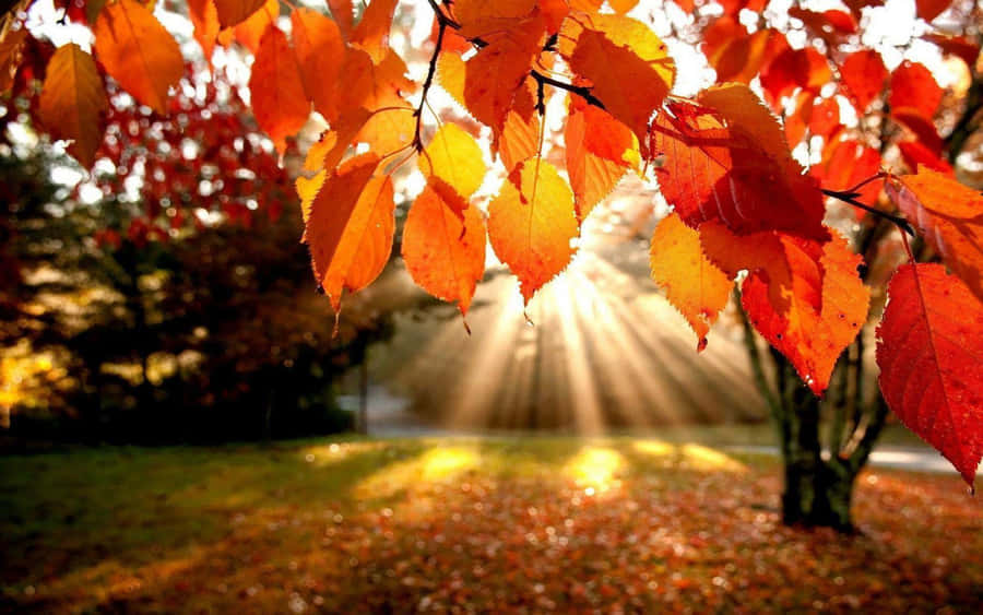 Hd Autumn Sunlight Through Leaves Wallpaper
