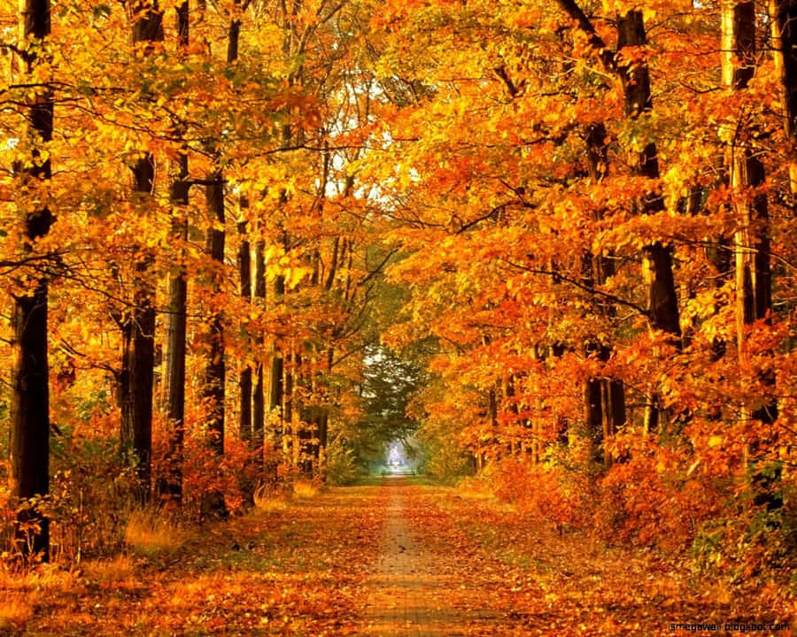 Hd Autumn Trees Wallpaper