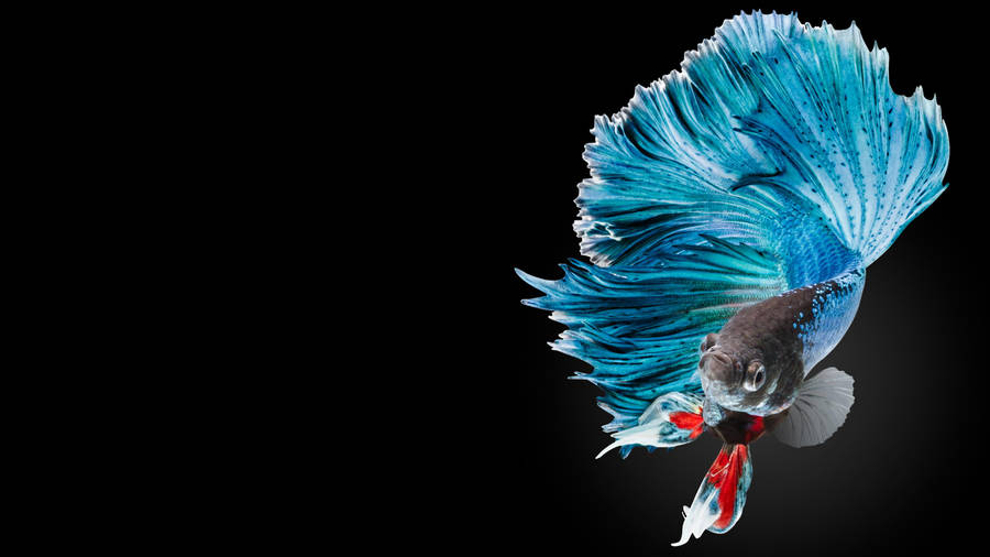 Hd Fish Colorful Siamese Fighting Betta Wallpaper