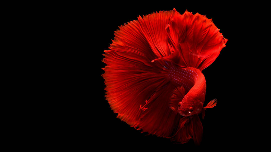 Hd Fish Red Betta On Black Wallpaper