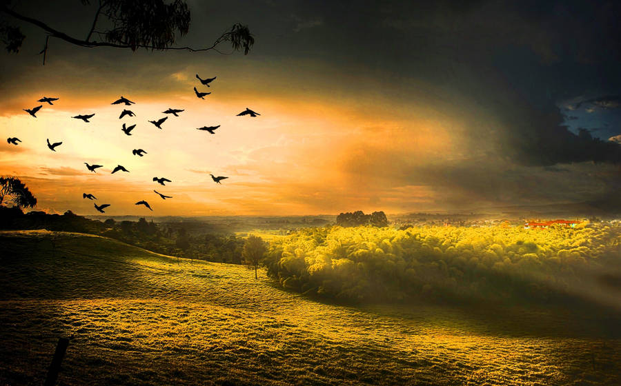 Hd Landscape Flying Birds Over Green Field Wallpaper