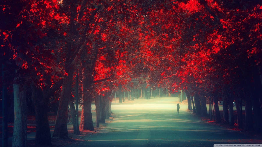Hd Path Between Red Trees Wallpaper