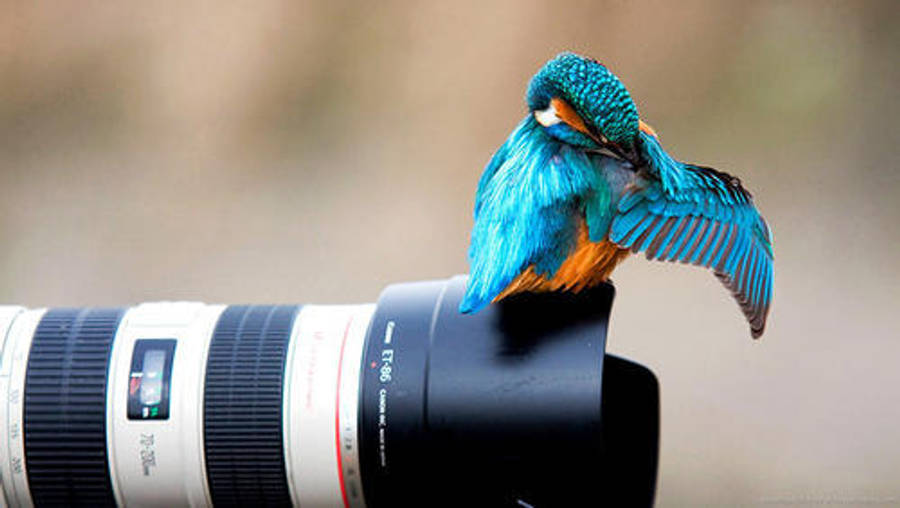 Hd Photography Of A Blue Bird On Camera Lens Wallpaper