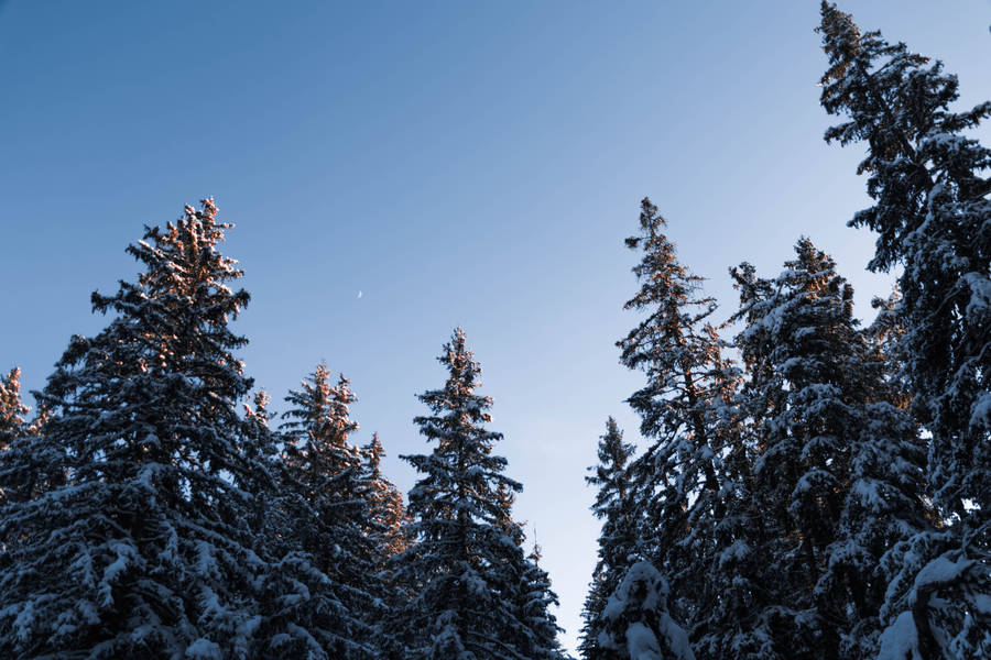 Hd Snow-covered Pine Trees Wallpaper