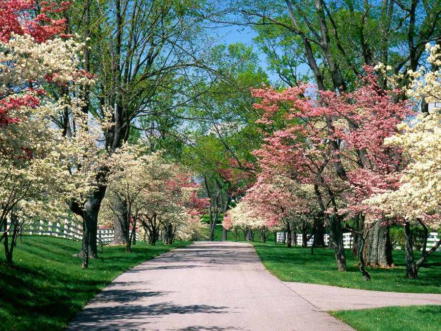 Hd Spring Dogwood Trees Wallpaper