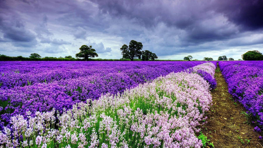 Hd Spring English Lavender Field Wallpaper