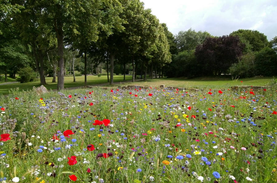 Hd Spring Field Of Flowers Wallpaper