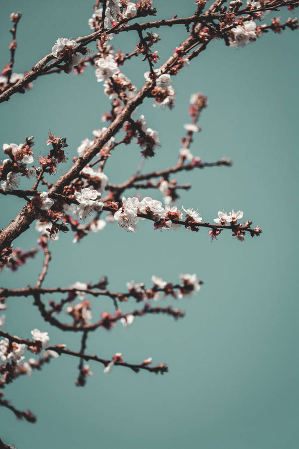 Hd Spring Full Bloom Plum Blossom Wallpaper