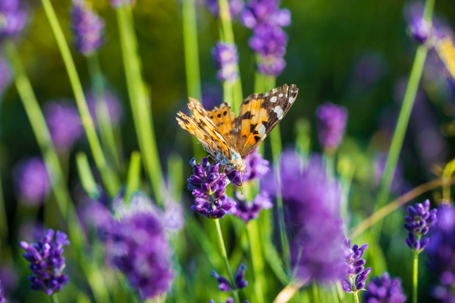 Hd Spring Orange Butteryfly Wallpaper