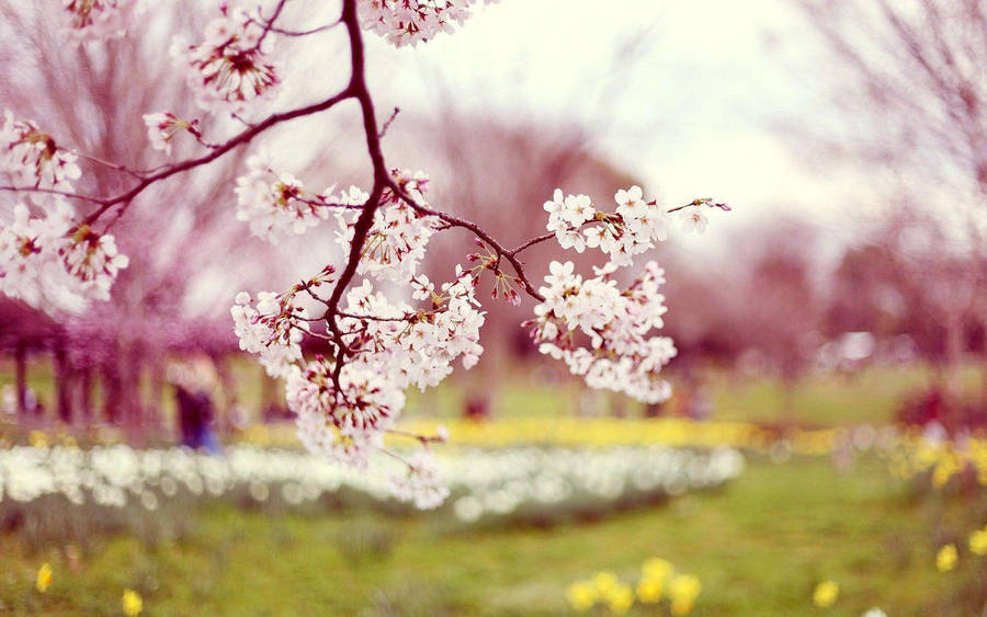 Hd Spring Pink Blossom Branch Wallpaper