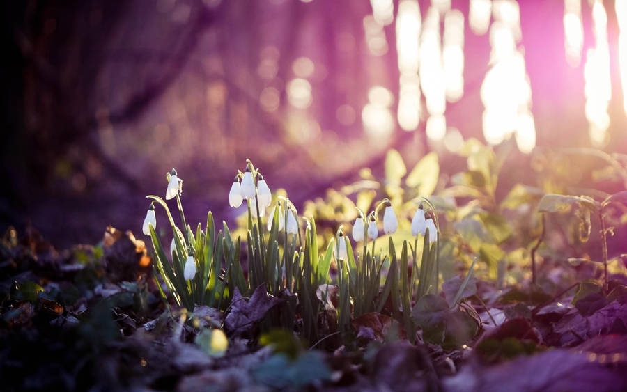 Hd Spring Snowdrops Wallpaper