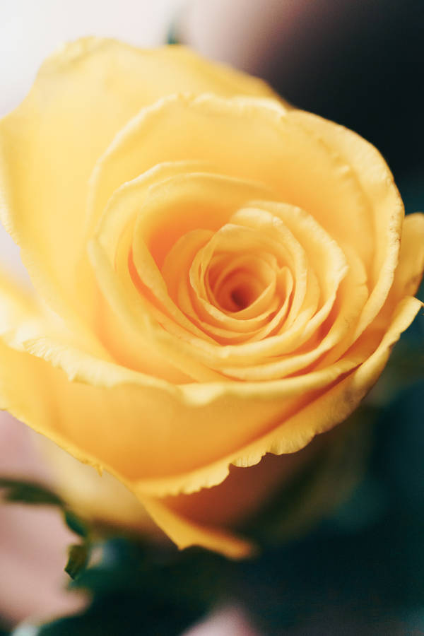 Hd Spring Yellow Rose Wallpaper