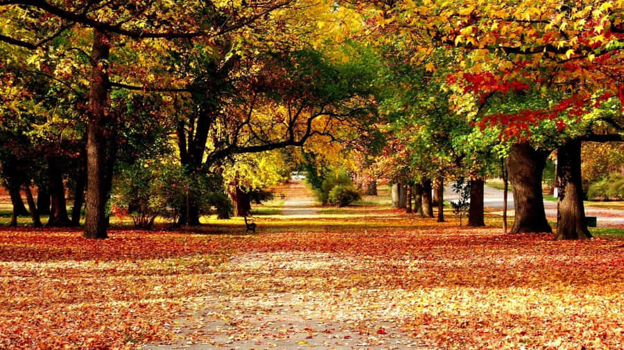 Hd Thick Autumn Forest Wallpaper