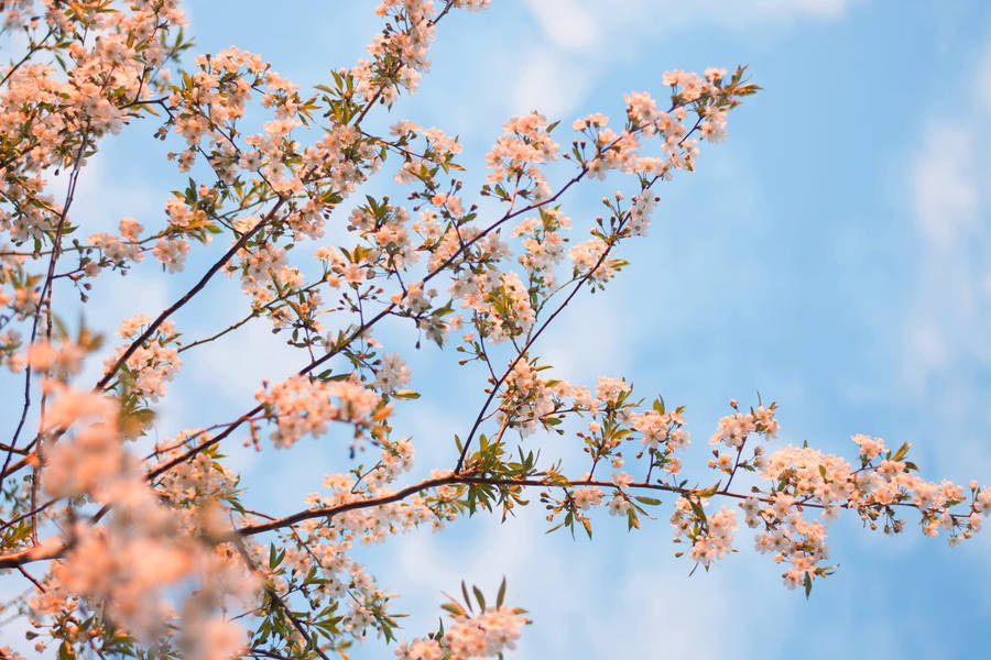 Hd White Flowering Tree Wallpaper