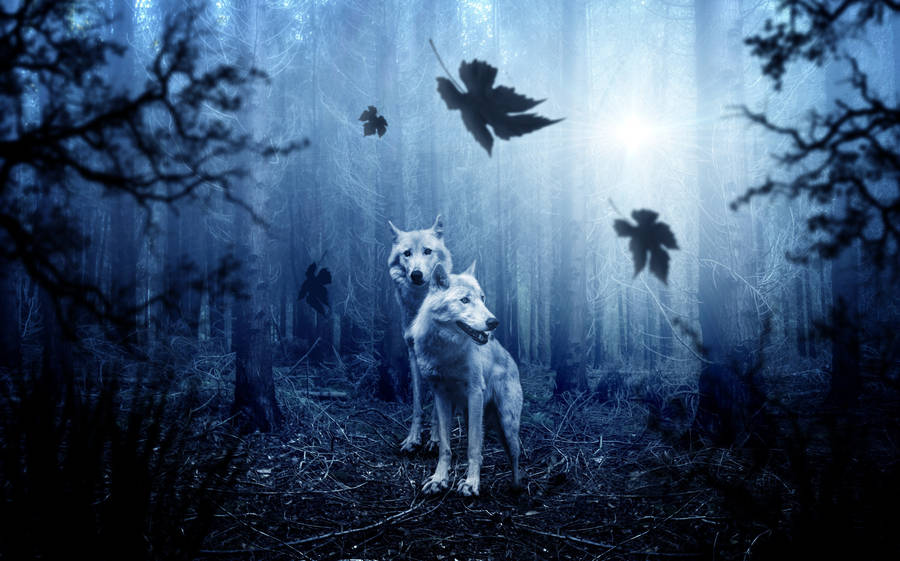 Hd Wolf Dark Forest Wallpaper