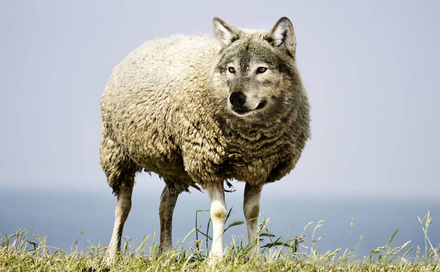 Hd Wolf Sheep Wallpaper