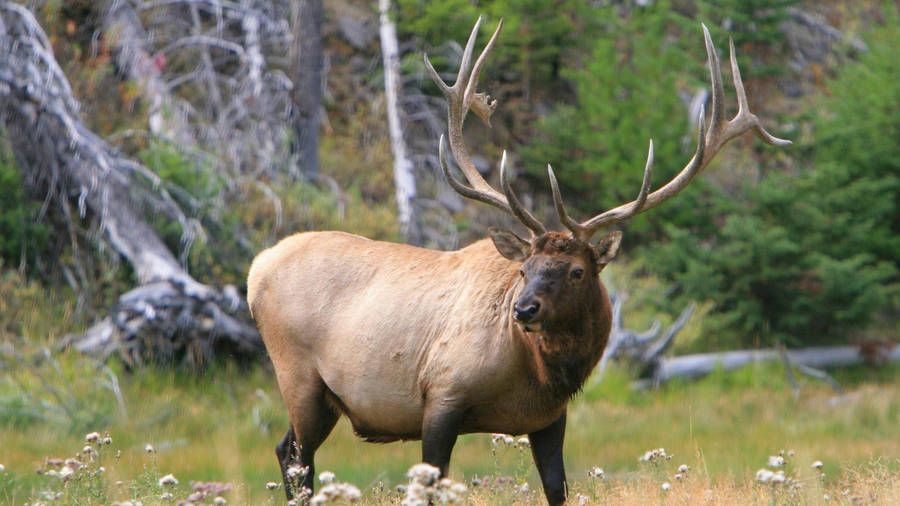 Healthy Brown Elk Wallpaper