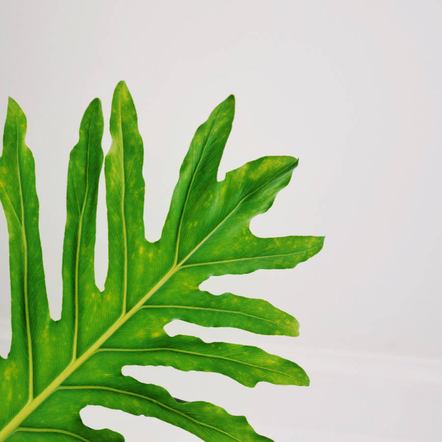 Healthy Green Leaf Wallpaper