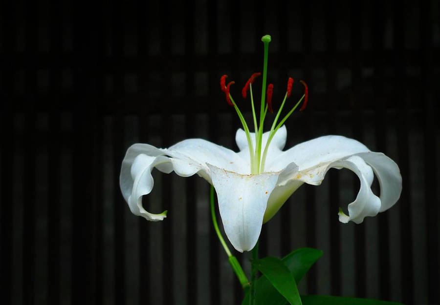 Heavenly White Lily Wallpaper