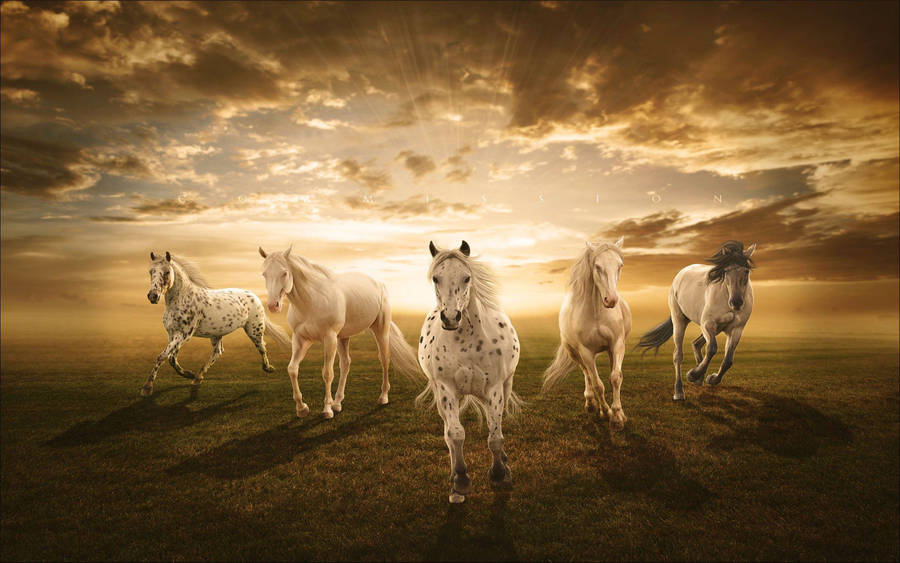 Herd Of Galloping White Horses Wallpaper