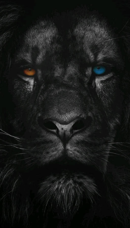 Heterochromatic Lion Phone Wallpaper