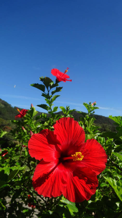 Hibiscus Low-angle Shot Wallpaper