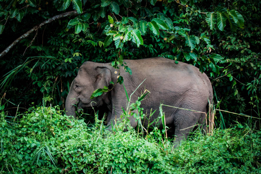 Hidden In The Green Jungle Wallpaper