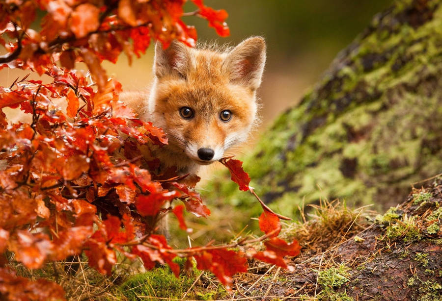 Hiding Baby Fox Wallpaper