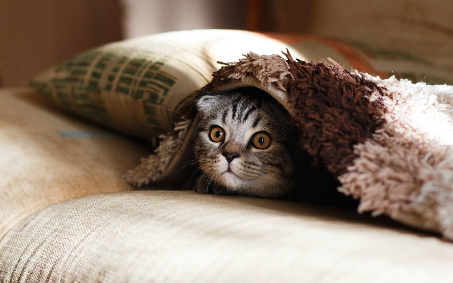 Hiding Scottish Fold Cat Pfp Wallpaper