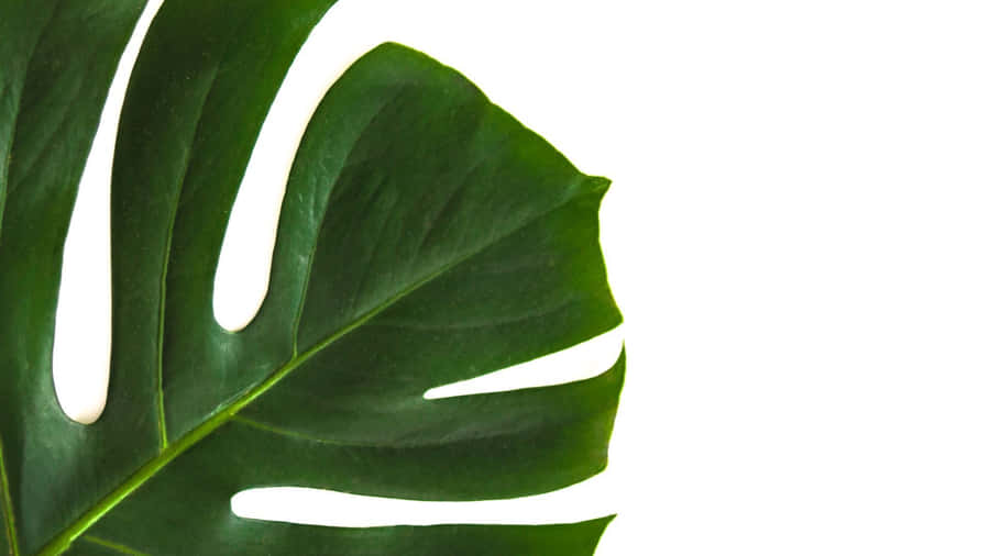 High Quality Monstera Minimalist Plant Desktop Wallpaper