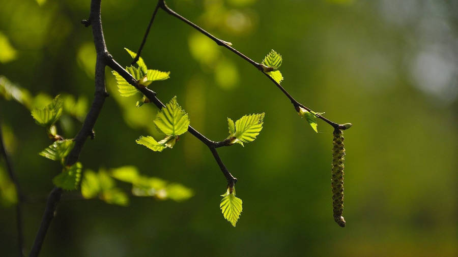 High Res Leaves Close Up Wallpaper