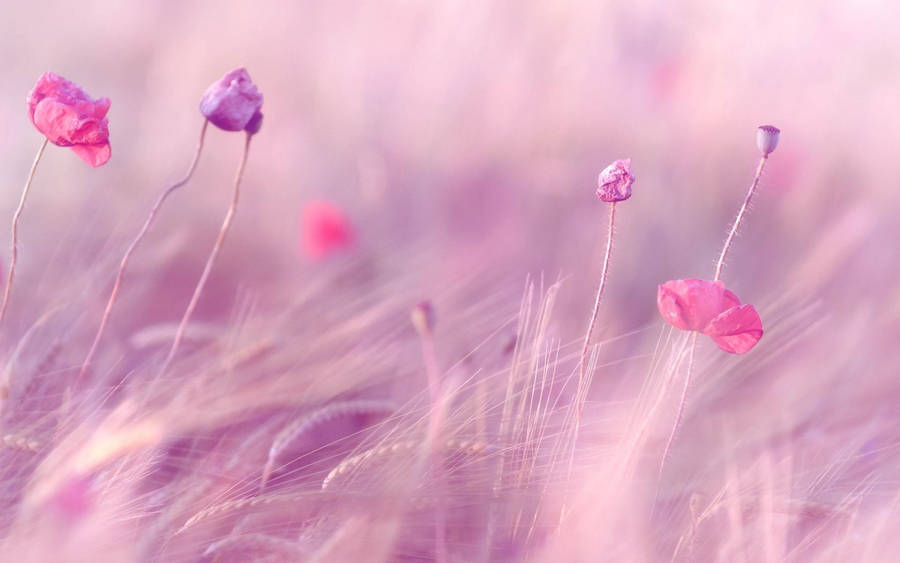 High Res Pink And Purple Flowers Wallpaper