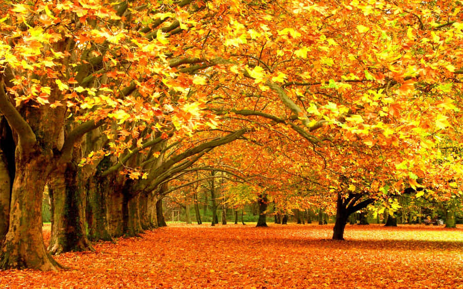 High Resolution Fall Yellow Fallen Leaves Wallpaper