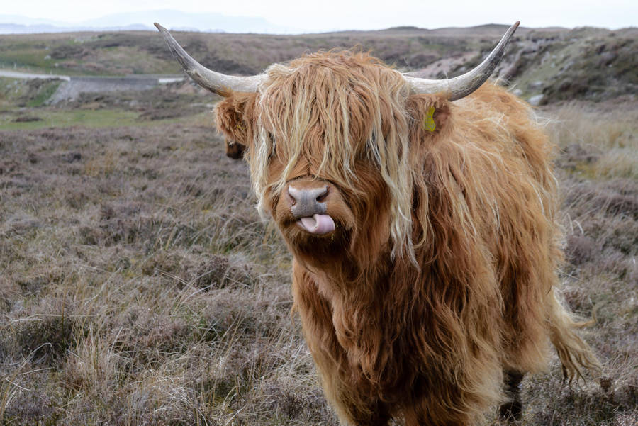 Highland Cow Sticking Tongue Out Wallpaper