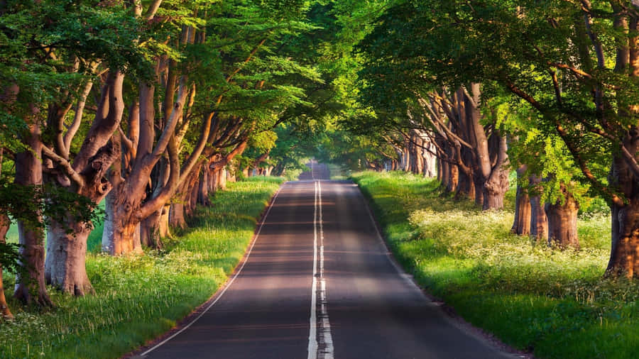 Highway Surrounded By Trees Wallpaper