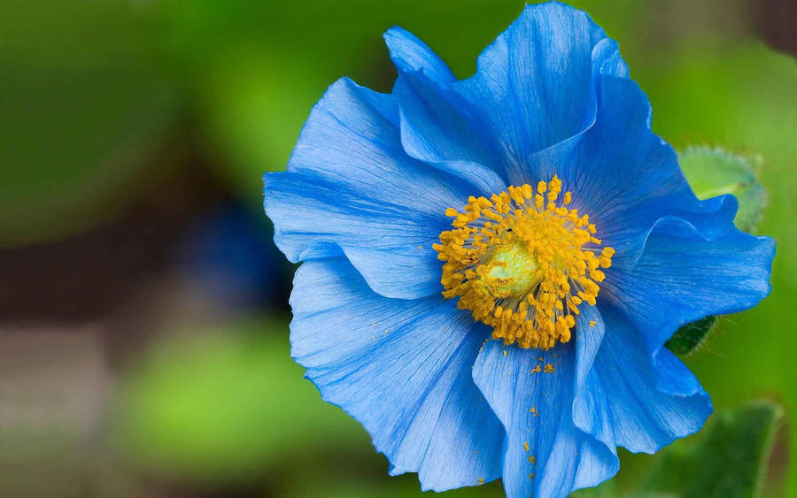 Himalayan Blue Poppy Wallpaper