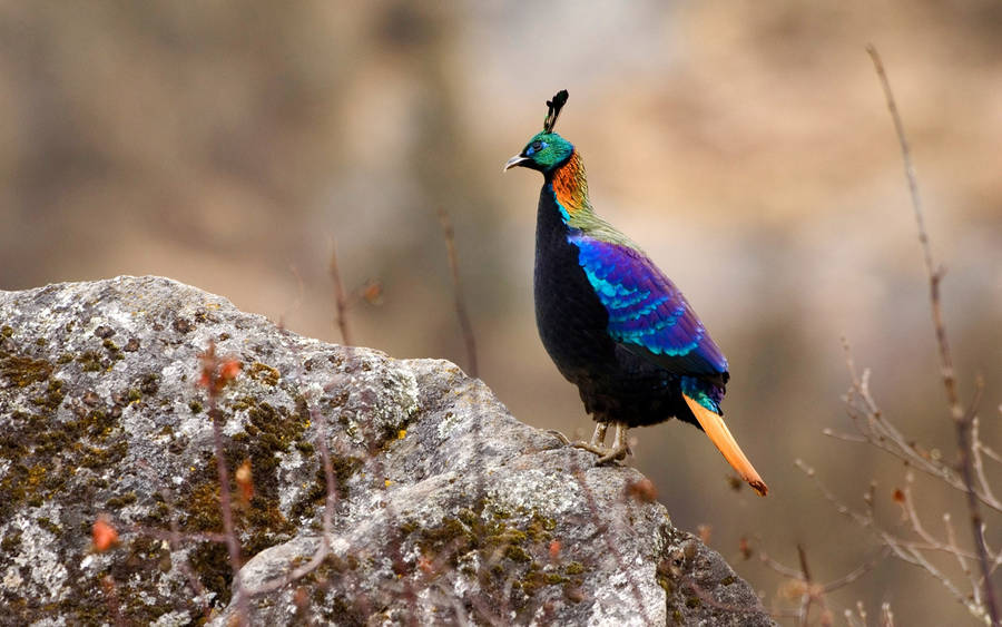 Himalayan Monal Bird Nepal Wallpaper