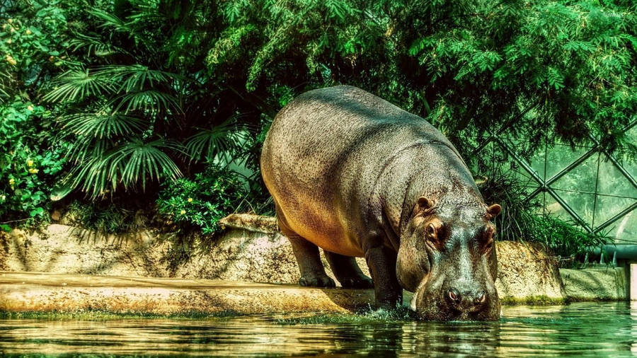 Hippopotamus Drinking On Water Pool Wallpaper