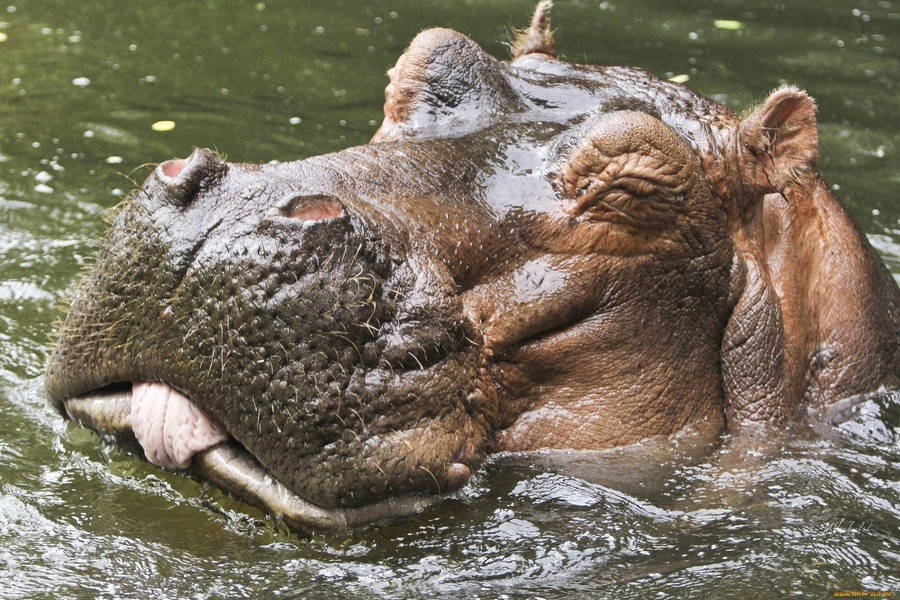 Hippopotamus Interesting Face Detail Wallpaper