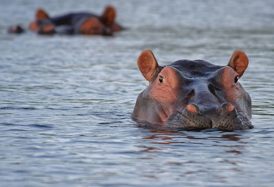Hippopotamus Pinkish Skin Color Wallpaper