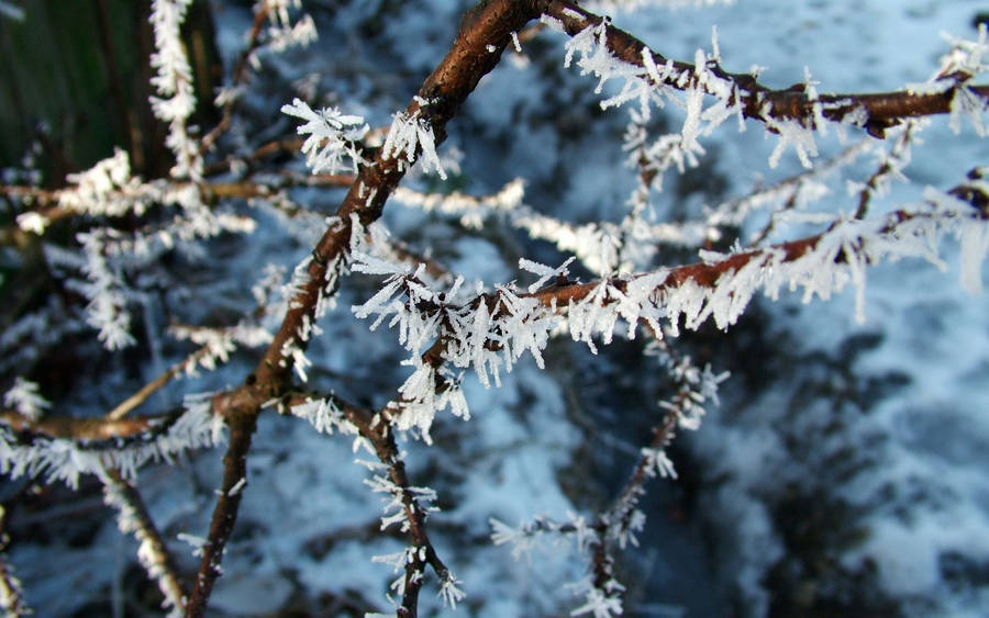 Hoarfrost Crystals Tree Branch Wallpaper