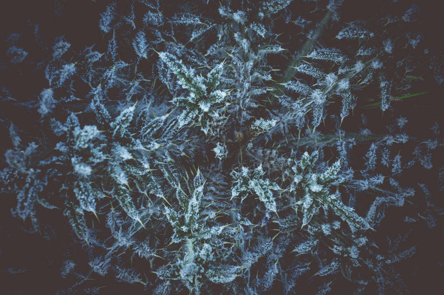 Hoarfrost On The Plant Wallpaper